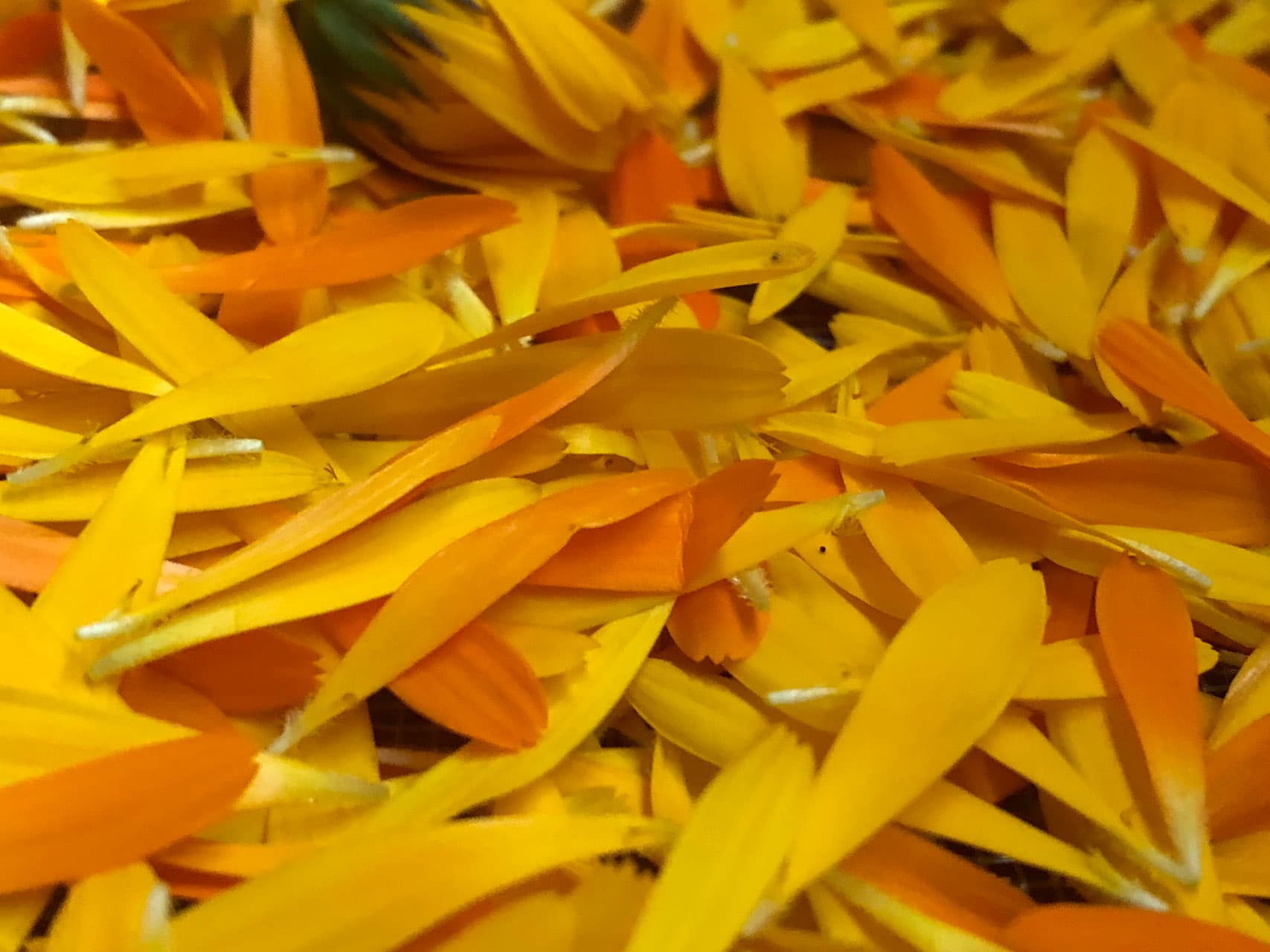 RINGELBLUMENSALBE Vorschaubild 2