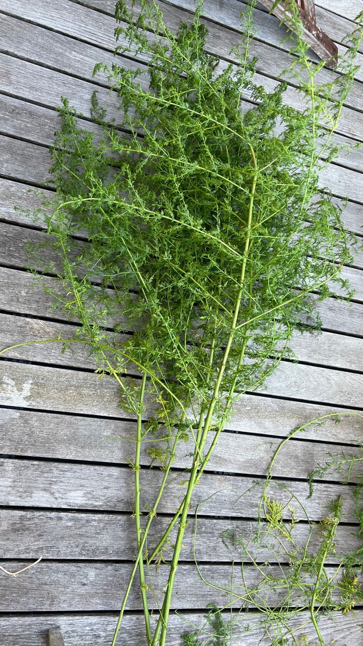 Urtinktur Artemisia Annua Vorschaubild 2