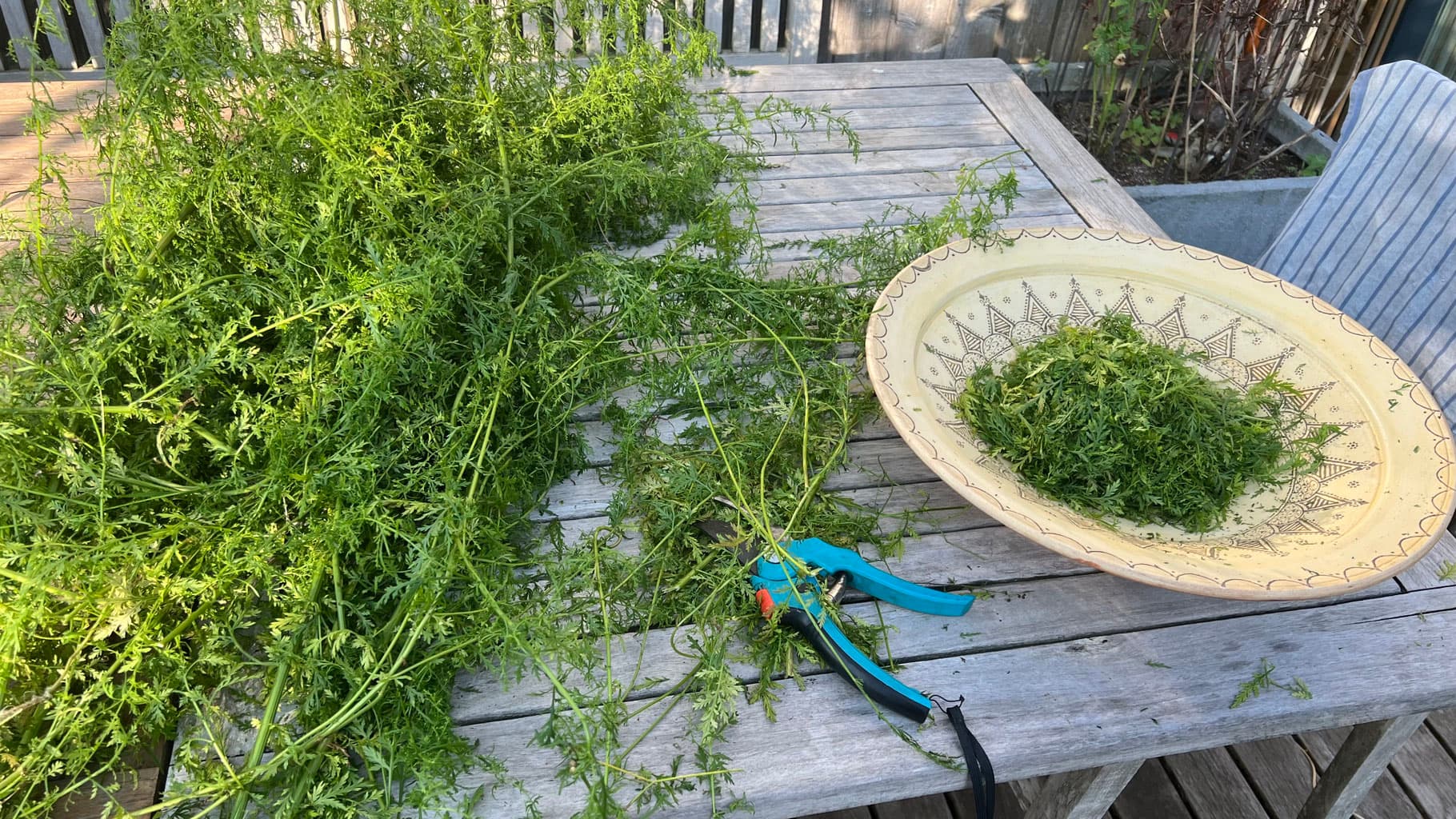 Urtinktur Artemisia Annua Vorschaubild 4