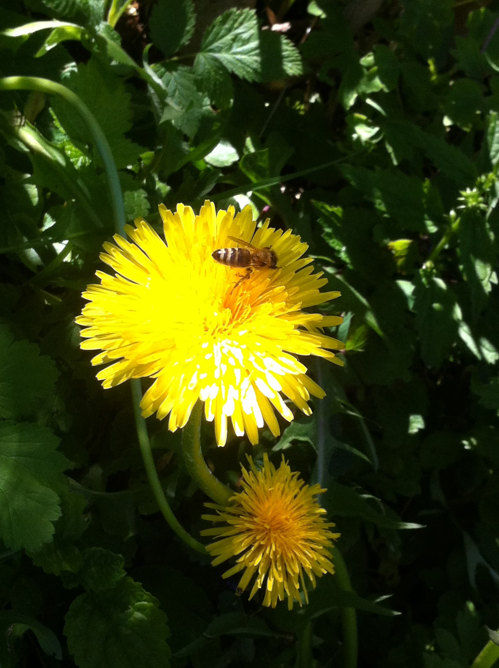 Die Urkräuter in unserem Garten