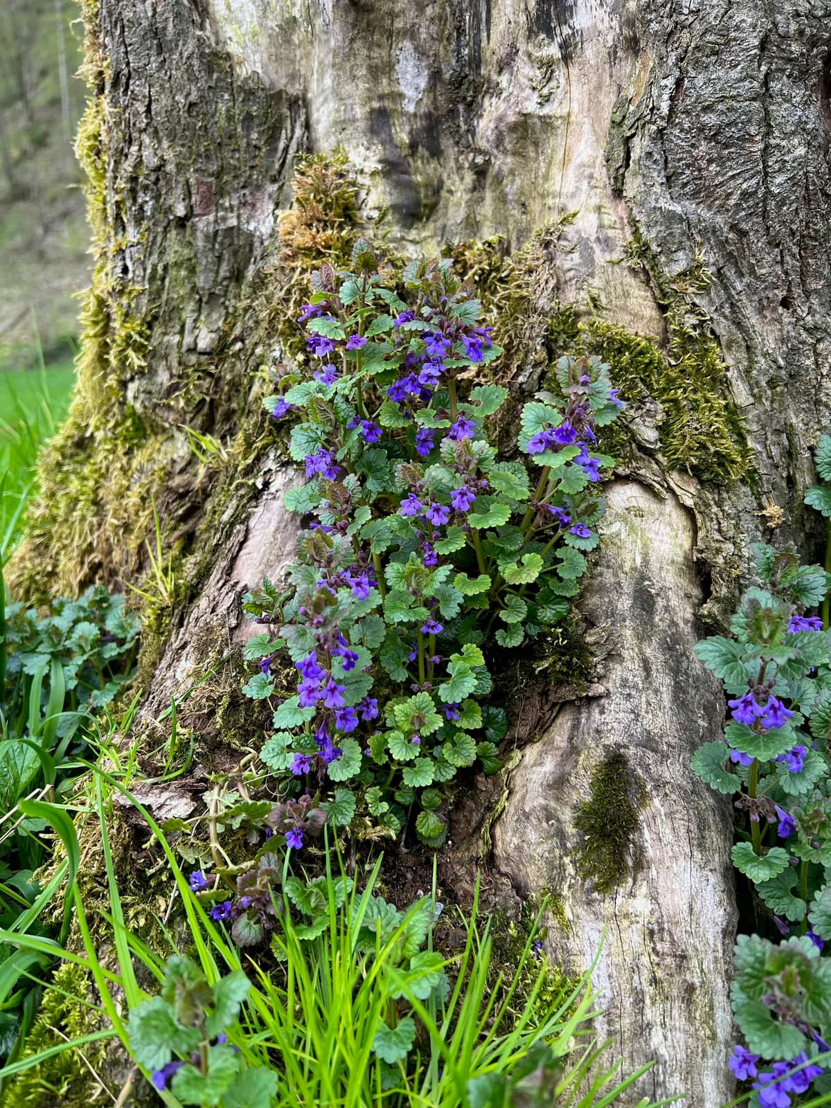 Die Urkräuter in meinem Garten - ein Mitarbeiterausflug der Stiftung Jupident Galeriebild 1