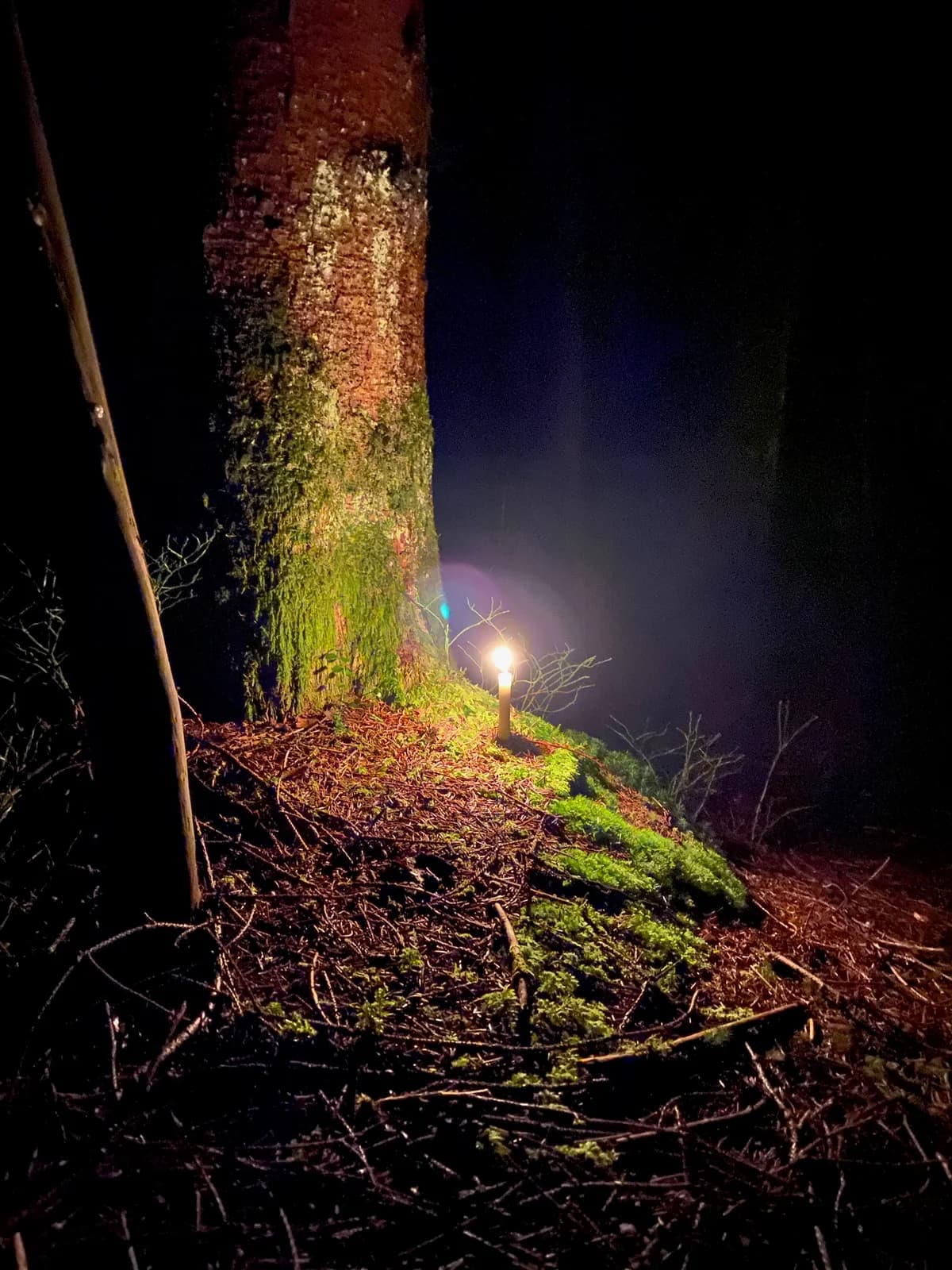 Waldadvent Galeriebild 4